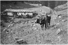 Ruhpolding-Almabtrieb-von-der-Farnboedenalm-ca.-1910er